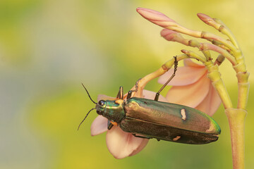 A jewel beetle is eating blooming frangipani flowers. This insect with a dominant metallic green color has the scientific name Chrysochroa sp.