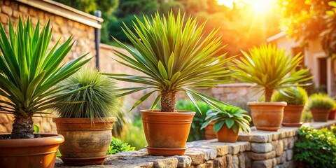 Mediterranean Garden Corner: Diverse Yucca Plants with Bokeh Effect
