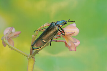 A jewel beetle is eating blooming frangipani flowers. This insect with a dominant metallic green color has the scientific name Chrysochroa sp.