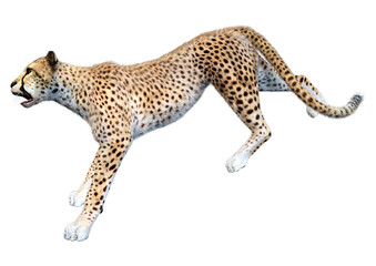 3D Rendering Big Cat Cheetah on White