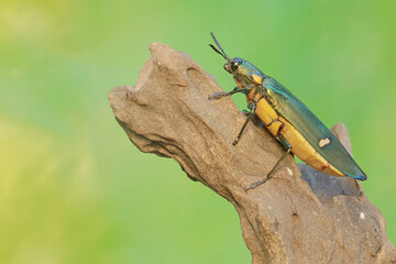 A jewel beetle is foraging on a rotten tree trunk. This insect with a dominant metallic green color has the scientific name Chrysochroa sp.