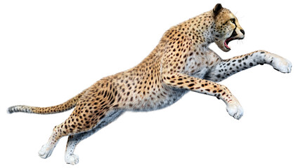 3D Rendering Big Cat Cheetah on White