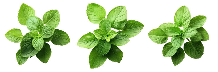 A Set of Vibrant Mint Leaves with Natural Glow Isolated on Transparent Background
