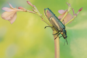 A jewel beetle is eating blooming frangipani flowers. This insect with a dominant metallic green color has the scientific name Chrysochroa sp.