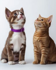 Obraz premium Two Adorable Kittens in Studio Setting with Purple Collar on Brown Tabby and Ginger Cat Gazing Upward with Curiosity and Playfulness