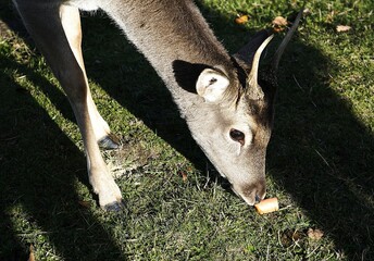 A stunning close-up of a wild deer, capturing its expressive eyes, detailed fur, and majestic...