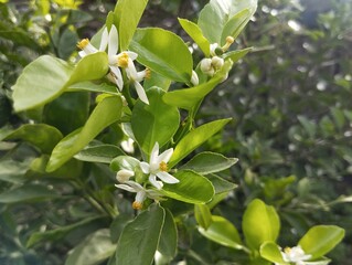 Obraz premium apple tree flowers