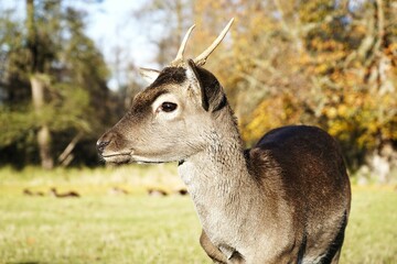 A stunning close-up of a wild deer, capturing its expressive eyes, detailed fur, and majestic antlers. The natural lighting enhances the beauty of this graceful animal, highlighting its presence in th