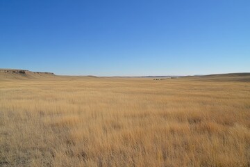 Vast Golden Grasslands Under Clear Blue Sky in Rural Landscape