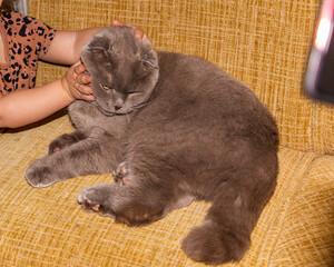 chubby hands of a little girl, 2 years old, stroking a cat, gray, shorthair, breed, Scottish fold,...