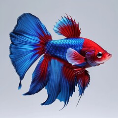 Fototapeta premium Betta fish blue and red on plain white background