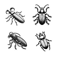 click beetle