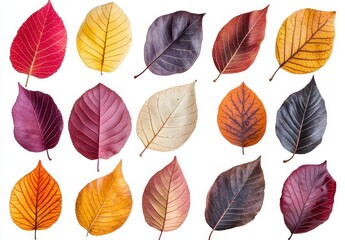 Obraz premium Collection of autumn leaves in various colors and patterns isolated on white background. Rich reds, yellows, and purples