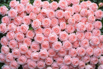 dense cluster of pink roses with green leaves in background