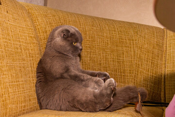 yellow-eyed gray cat, sitting on ass, at table, rear legs up, playing, flattened ears, well-groomed, adult, short-haired, purebred, breed, Scottish fold, short-tailed, pet, domestic, animal