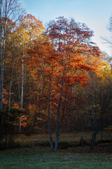 autumn trees alongside road