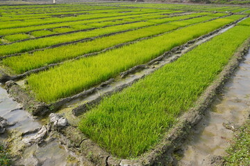 Rice seedling field in rows for growing rice seedlings from the seeds