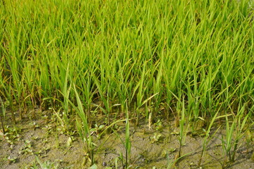 Obraz premium The rice seedlings prepared on the plot of the land in close up