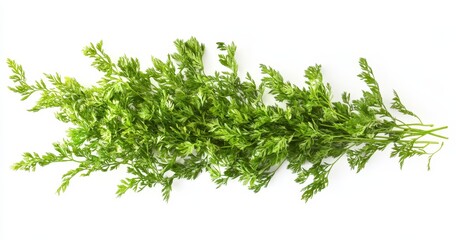 Obraz premium Vibrant green sprig of fresh herbs arranged on a bright white background. The herb has delicate, feathery leaves