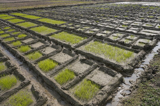 The plot of the land has been used for preparing rice seedlings before plantation