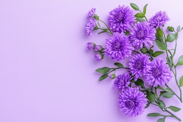 Fototapeta premium Lilac Aster Delight - Purple asters, elegance, serenity, spring, beauty. A lovely floral arrangement symbolizing tranquility and natural grace.