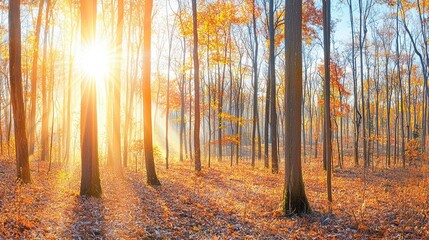 Fototapeta premium Golden autumn sunrise illuminating a tranquil forest nature photography serene environment peaceful viewpoint