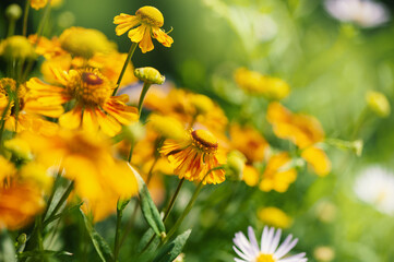 Bright yellow flowers bloom vibrantly in the summer sunlight showcase the beauty of an idyllic meadow
