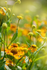 Bright yellow flowers bloom vibrantly in the summer sunlight showcase the beauty of an idyllic meadow