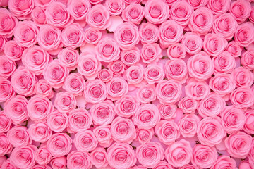 Dense cluster of pink roses covering entire frame