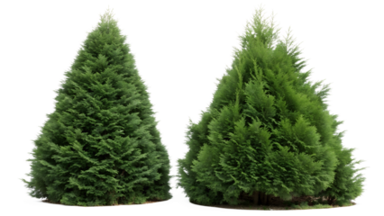Thuja Isolated - Two Thuja Bushes on White Background