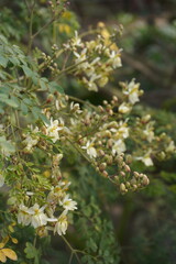Moringa flowers on the branches in close up with a blurry background