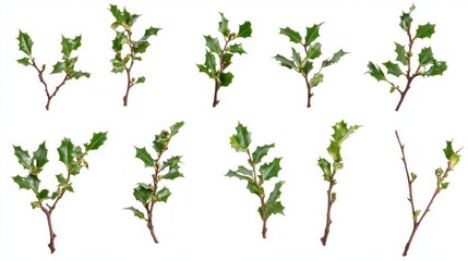Fresh Holly Branches Isolated on White Background
