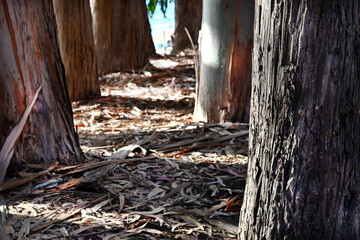 BOSQUE ENCANTADO EUCALIPTUS COSTA MAR TERAPIA AIRE PURO NATURAL NATURALEZA