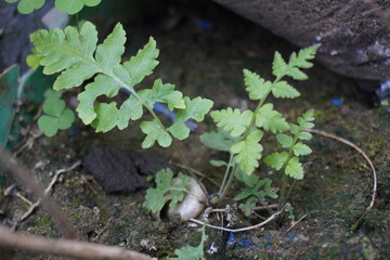 Fototapeta premium The tiny farn has been grown in the flower pot