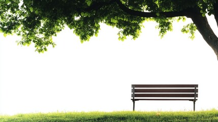Tranquil Park Bench Underneath a Lush Tree
