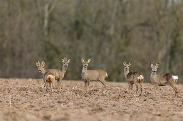 European Roe-Deer Capreolus capreolus in close-up in velebt in winter