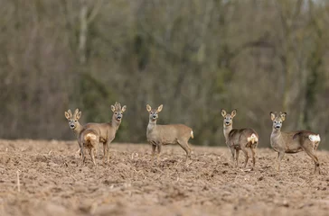 Fototapeten European Roe-Deer Capreolus capreolus in close-up in velebt in winter © denis