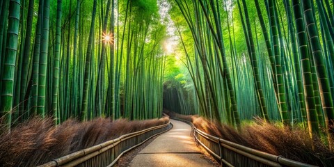 Serene Bamboo Forest Path: Aerial View of Sunlight Dappled Green Bamboo Canopy