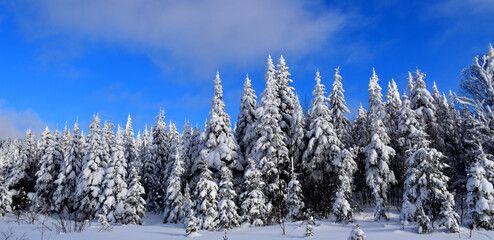 The snow-covered mountain top after the storm, Québec, Canada