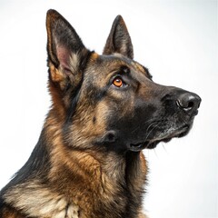 vector, isolated black silhouette of a dog, collection