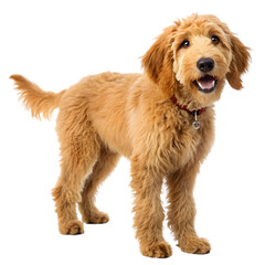 golden doodle dog isolated on transparent background