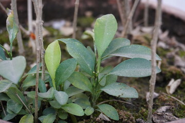 Hong Kong kumquat a type of citrus fruit plant has been grown in the clay pot