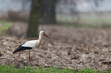 Fototapeta premium white stork Ciconia Ciconia in portrait mode