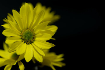 黄色のスプレー菊