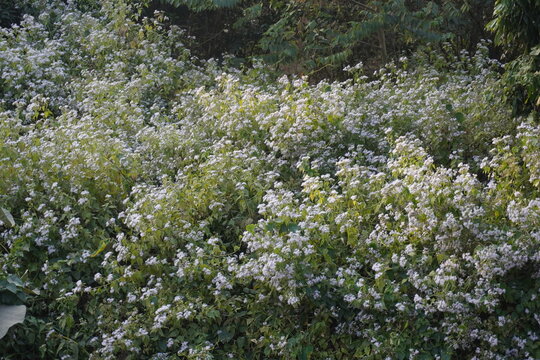 White snakeroot plants with its tiny white flowers