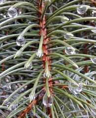 transparent drops of melted snow on the green needles of a spruce