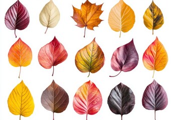 Obraz premium Autumn leaves collection showcasing vibrant colors and textures. Variety of shapes and hues in a flat lay composition against a plain background