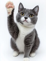 Obraz premium Gray and White Cat with Upraised Paw Looking Curious, Playful, and Engaging on a Clean White Background in a Studio Setting