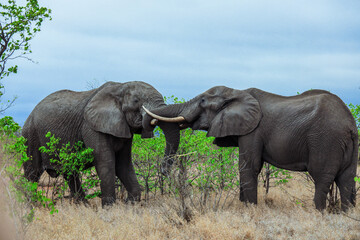 Fototapeta premium Playful elephants in Kruger National Park on a cloudy afternoon, South Africa