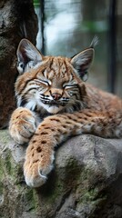 Obraz premium HD Phone Wallpaper Adorable Bobcat Kitten Sleeping Peacefully on Rock Wildlife Close Up